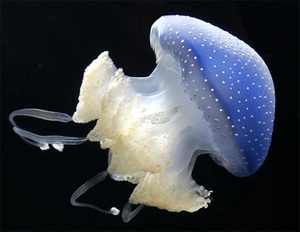 Самая ядовитая медуза