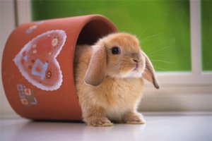 Карликовый кролик  дома - необычные животные