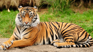 Амурский тигр – особенности