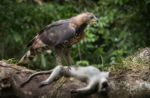 Венценосный орел – интересные факты
