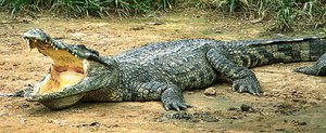 На каком месте по силе крокодил