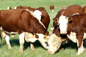 Казахская порода коров