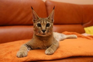 Кошка Рысь Порода Фото