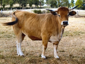 Мясная порода коров Обрак 