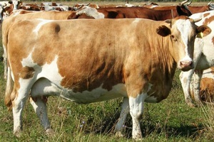 Симментальская  порода коров
