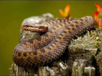 Насколько опасен укус гадюки и что делать, если вас укусила змея?