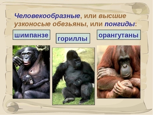 Виды человекоподобных обезьян