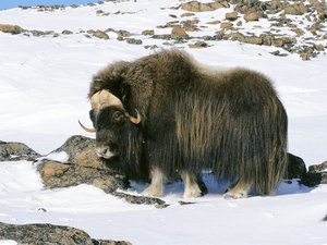 Арктический овцебык