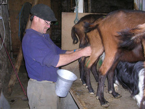Молдавский способ доения козы