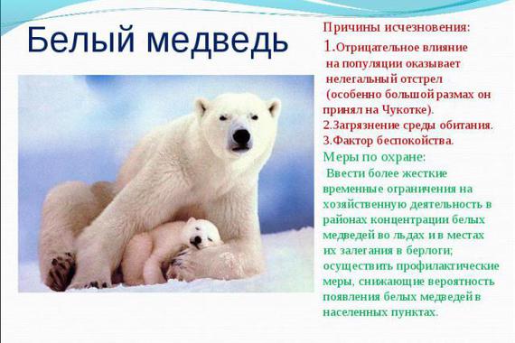 Описание хищника белого медведя