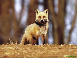 Рацион питания лисы