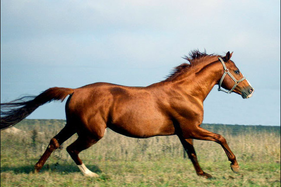 Буденновская лошадь