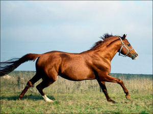 Буденновская лошадь