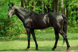 Блестящая черная дорогая лошадь (английская верховая)