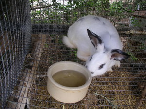 Комбикорма для кроликов-Как  приготовить
