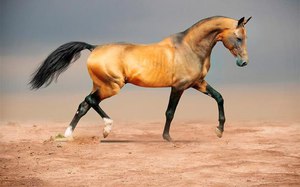 Конь-ахалтекин бежит по песку