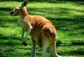 Где живут кенгуру- образ жизни и  описание  животного  