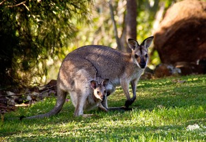 Где живут кенгуру- Описание животного