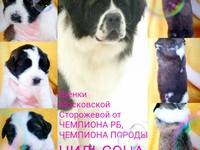 Московская сторожевая собака