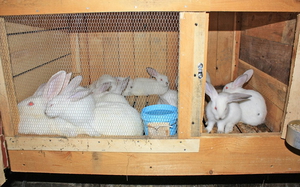 Описание требований и условий к кроличьим клеткам