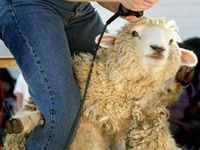 Особенности проведения стрижки овец