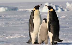 Как размножаются пингвины