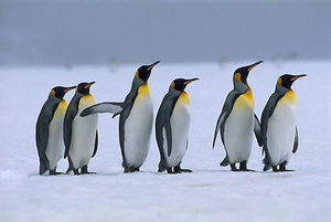 Пингвины это птицы
