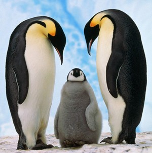 Чем питаются пингвины