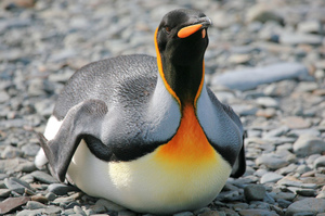 Описание пингвинов