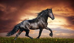 Самые невероятно красивые лошади