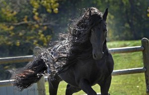 Самые красивые лошади в мире