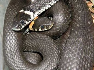 Как отличить ужа от других змей