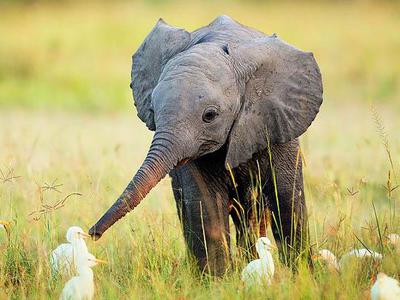 Африканский слон интересные факты
