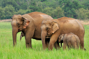 Особенности жизни слонов