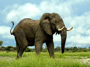 Причины сокращения численности слонов