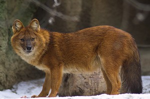 Чистокровный красный волк