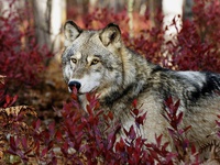 Порода серый волк