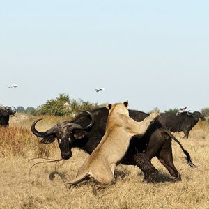 Какие дикие животные обитают в Африке