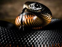 Змея чёрная мамба описание
