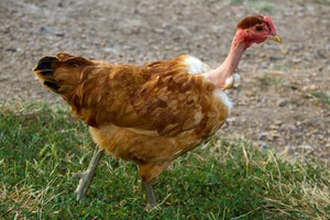 Курица-голошейка