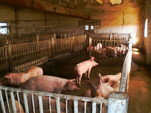 Особенности конструкций сараев для свиней