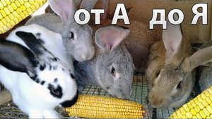 Как нужно кормить кроликов