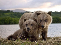 Байкал: животный мир