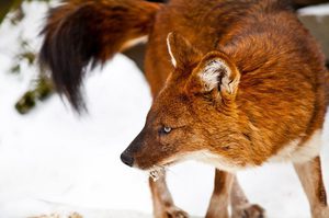 Красный волк: внешний мир, описание жизни