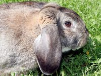 Кролики особой породы