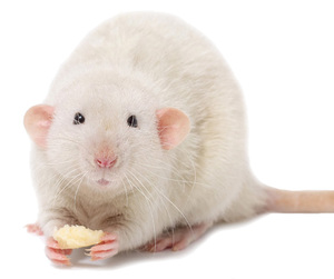 Питание крыс