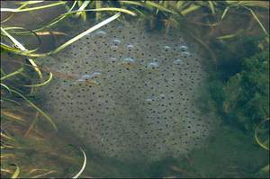 Размножение травяной лягушки