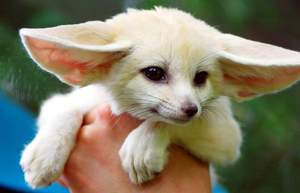 Лиса с большими ушами