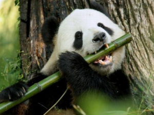 Где живет и чем питается большая панда или бамбуковый медведь?