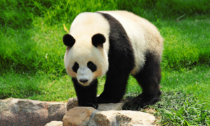 Как и другие представители медвежьих панды имеют массивное телосложение